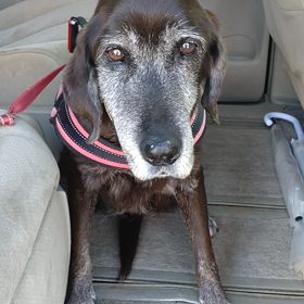 医者嫌いの画像