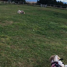 あんず、はじめてのお泊り続きの続き！の画像