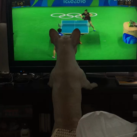 テレビが壊れちゃう！の画像