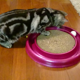 ごろごろの画像