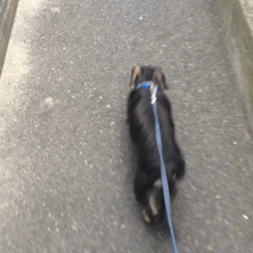 預かり2日目 くるりの様子の画像