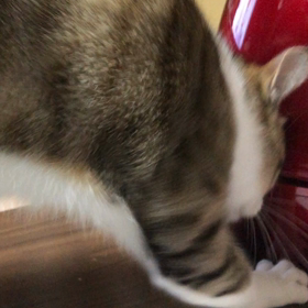 らい君の不思議な行動の画像