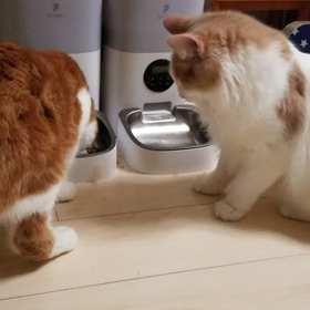 *横取りする猫、オーナーにマッサージ♪*の画像