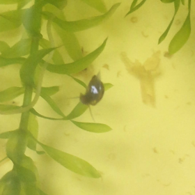 今日のタニシの画像