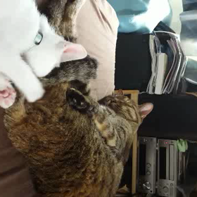 チャレンジャーの画像