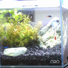 泳いでるの画像