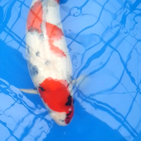 ３歳かしらの画像