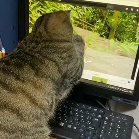 とれないようの画像