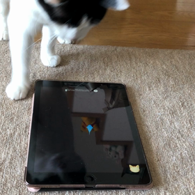 猫用アプリの画像