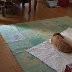 右お腹脇にシコリ、チップ君…ごめん(´°̥̥̥̥̥̥̥̥ω°̥̥̥̥̥̥̥̥｀)、デールは元気！の画像