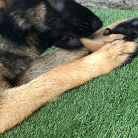 蹄に夢中ー！好きやけど飽きるのも早い！の画像