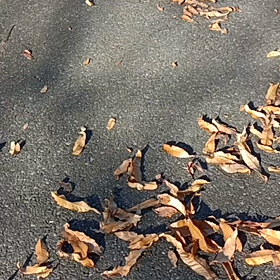 パリパリの画像