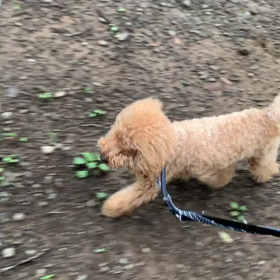 6月28日9わんこと2時間遠足　　代々木公園表参道の画像