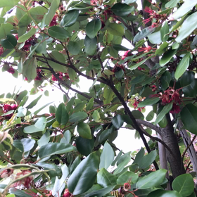 毎朝の癒しの画像