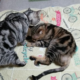 老人猫同士でも元気にバトルの画像