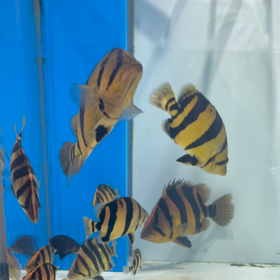 シャムタイガーまだまだ輸入します！の画像