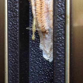 カマキリ誕生、そして、最初の第一歩♪の画像