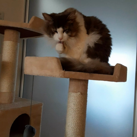 コロナワクチン3回目前日の私…の画像