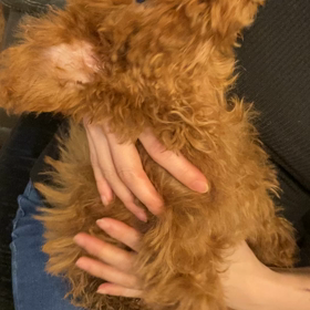 ベルちゃんのごはんの画像