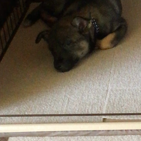 お昼寝ここちゃんの画像