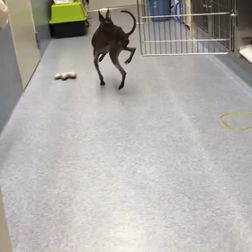 犬に関わっていて思うことの画像