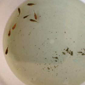 自家産金魚の画像