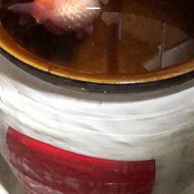 ぱー／動画の画像