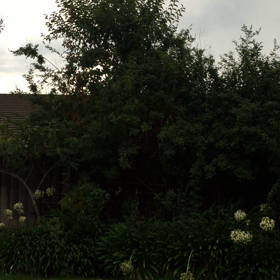 おー、ゴロゴロの画像