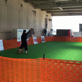 ドッグダンス競技会‼️の画像