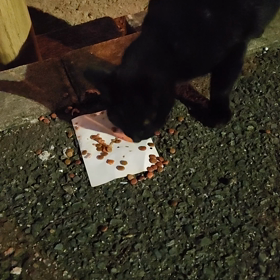 昨日のくねちゃんの画像