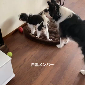 白黒メンバー  ちーちゃんの画像