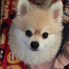 しっぽフリフリの画像