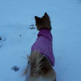 いーぬは、喜び庭駆け回りの画像