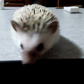 ♯今日のこすず♯の画像