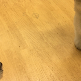 あっ！！タマ仲間！？の画像