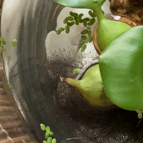 メダカも遊ぶの画像