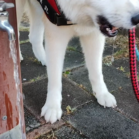 未来丸のお家は昨日模様替え。まだ戸惑っている未来丸、何はともあれ朝散歩。なかなか前へ進まない朝散の画像