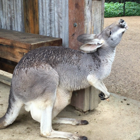 【動画①】カンガルーさんのポッケの中から。。！！の画像
