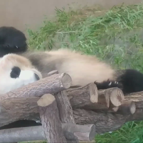 わたしとぱんだの画像