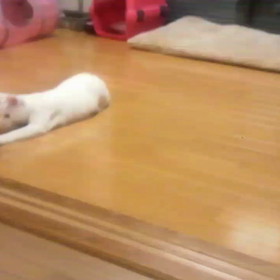 大ハッスール！～動画編～の画像