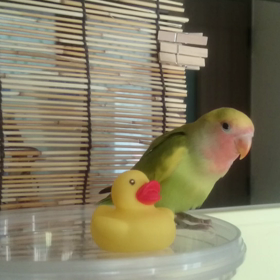 ★やんちゃになってきましたの画像