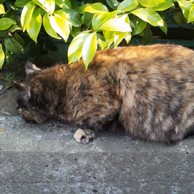 ヤク漬けになったチビチャの画像