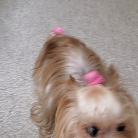 愛犬の唯一好きな遊び！の画像