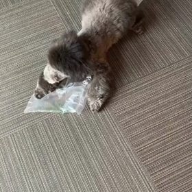 宇野樹君インスタストーリーより　Emmaだけでもお手伝いの画像