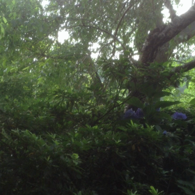 今日は木の日の画像