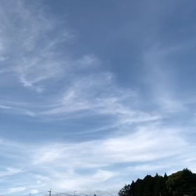 なんの鳥？の画像