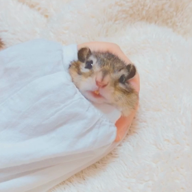 久しぶりそでリスちょこたん♪の画像