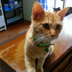 新参者。撫でろ攻撃。の画像