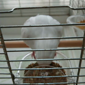 おどり食いの画像