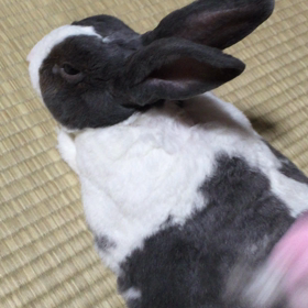 テオさんのビデオの画像